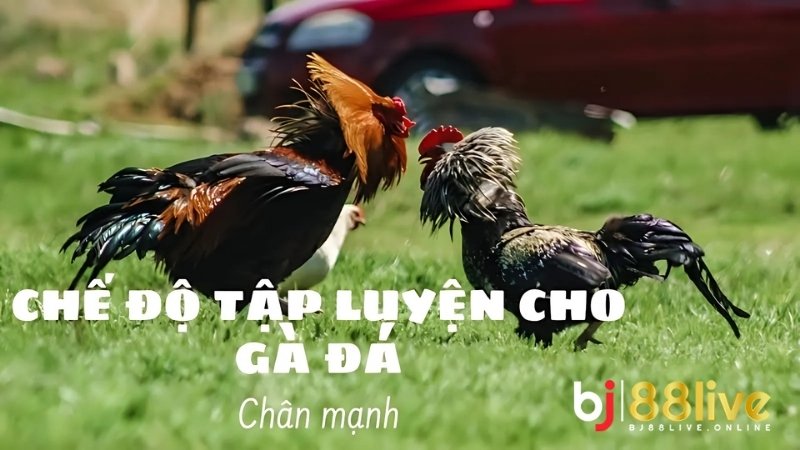 Đảm bảo quy trình huấn luyện gà chọi thường xuyên và linh hoạt