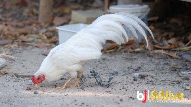 Nên chọn giống gà tre có ngoại hình oai phong & có thành tích tốt