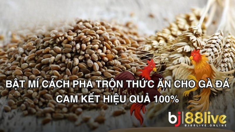 Pha trộn thức ăn dạng khô cho gà đá rất đơn giản